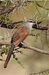 White-browed coucal (Centropus superciliosus), Serengeti National Park, Tanzania, East Africa, Africa
