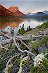 Dusty Star Mountain, St. Mary Lake, and wildflowers at dawn, Glacier National Park, Montana, United States of America, North America