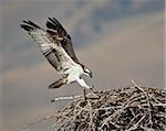 Osprey (Pandion haliaetus) landing on its nest, Lemhi County, Idaho, United States of America, North America