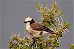 Nördliche Raubwürger weiß gekrönt (Kaffernsegler Würger) (Eurocephalus Rueppelli), Serengeti Nationalpark, Tansania, Ostafrika, Afrika