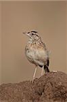 Rufous-naped lark (Mirafra africana), Serengeti National Park, Tanzania, East Africa, Africa