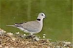 Kapturteltaube (Kap Turteltaube) (halb-Kragen Taube), (Streptopelia Capicola), Serengeti Nationalpark, Tansania, Ostafrika, Afrika