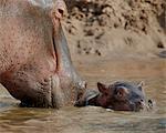 Hippopotamus (Hippopotamus amphibius) adult and baby, Serengeti National Park, Tanzania, East Africa, Africa