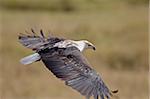 African fish eagle (Haliaeetus vocifer) in flight, Serengeti National Park, Tanzania, East Africa, Africa