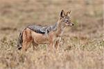 Black-backed jackal (Chacal dos argenté) (Canis mesomelas), Parc National du Serengeti, Tanzanie, Afrique de l'est, Afrique