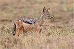 Black-backed jackal (silver-backed jackal) (Canis mesomelas), Serengeti National Park, Tanzania, East Africa, Africa