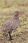 Grey-breasted spurfowl (grey-breasted francolin) (Francolinus rufopictus), Serengeti National Park, Tanzania, East Africa, Africa