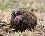 Deux coléoptères coprophages au sommet d'une boule d'excréments, Parc National du Serengeti en Tanzanie, Afrique de l'est, Afrique