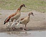 Ouette d'Égypte (Alopochen aegyptiacus) adultes et des poussins, Parc National du Serengeti en Tanzanie, Afrique de l'est, Afrique