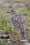 Sehenden (spotted Dikkop) entdeckt (Burhinus Capensis), Serengeti Nationalpark, Tansania, Ostafrika, Afrika