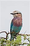 Lilac-breasted roller (Coracias caudata), Serengeti National Park, Tanzania, East Africa, Africa