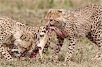 Two cheetah (Acinonyx jubatus) cubs at an African hare kill, Serengeti National Park, Tanzania, East Africa, Africa