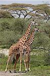 Two Masai giraffe (Giraffa camelopardalis tippelskirchi), Serengeti National Park, Tanzania, East Africa, Africa