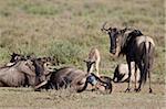 Gnou Bleu (bringé gnu) (Connochaetes taurinus) donnant naissance, Parc National du Serengeti en Tanzanie, Afrique de l'est, Afrique