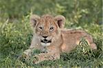 Junger Löwe (Panthera Leo) junges, Serengeti Nationalpark, Tansania, Ostafrika, Afrika