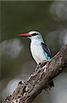 Martin-chasseur des bois (Halcyon senegalensis), Parc National de Kruger, Afrique du Sud, Afrique