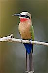 White-fronted bee-eater (Merops bullockoides), Kruger National Park, South Africa, Africa