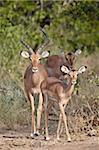 Male and female impala (Aepyceros melampus), Kruger National Park, South Africa, Africa