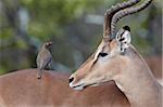 Male impala (Aepyceros melampus) with a red-billed oxpecker (Buphagus erythrorhynchus), Kruger National Park, South Africa, Africa