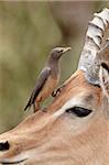 Unreif rot-Madenhacker (Buphagus Erythrorhynchus) auf ein Impala, Krüger Nationalpark, Südafrika, Afrika