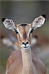 Female impala (Aepyceros melampus), Kruger National Park, South Africa, Africa