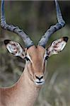 Impala (Aepyceros Melampus) Bock, Krüger Nationalpark, Südafrika, Afrika