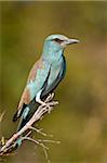 Rollier (Coracias garrulus), Parc National de Kruger, Afrique du Sud, Afrique