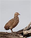 (Francolin de Swainson) – francolin (Pternistes swainsonii) poussin buse de Swainson Kruger National Park, Afrique du Sud, Afrique