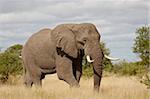 L'éléphant d'Afrique (Loxodonta africana), Parc National de Kruger, Afrique du Sud, Afrique