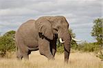 African elephant (Loxodonta africana), Kruger National Park, South Africa, Africa