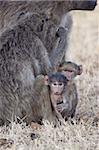 Two infant Chacma baboons (Papio ursinus), Kruger National Park, South Africa, Africa