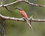 Southern carmine bee-eater (carmine bee-eater) (Merops nubicoides) with an insect, Kruger National Park, South Africa, Africa