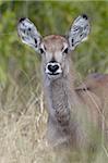 Young common waterbuck (Ellipsen waterbuck) (Kobus ellipsiprymnus ellipsiprymnus), Kruger National Park, South Africa, Africa