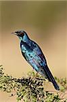 Supérieure à oreillons bleus Choucador (Lamprotornis chalybaeus), Parc National de Kruger, Afrique du Sud, Afrique