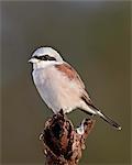 Male red-backed shrike (Lanius collurio), Kruger National Park, South Africa, Africa