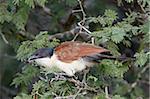 Burchell's beobachteten (Centropus selloana), Krüger Nationalpark, Südafrika, Afrika