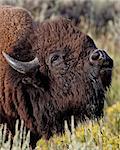 Bison (Bison bison) bull démontrant le flehmen réponse, Parc National de Yellowstone, Wyoming, États-Unis d'Amérique, l'Amérique du Nord