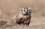 Badger (Taxidea taxus), Custer State Park, South Dakota, United States of America, North America