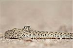Prairie rattlesnake (Western rattlesnake) (Plains rattlesnake) (Crotalus viridis), Custer State Park, South Dakota, United States of America, North America
