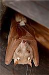 Wahlberg Nanyctère roussettes (Epomophorus wahlbergi) ou Peters Nanyctère fruit bat (Epomophorus crypturus), Parc National de Kruger, Afrique du Sud, Afrique
