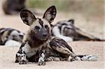 Sauvage africaine (African chien de chasse) de chien (chien de chasse de Cap) (Lycaon pictus), Parc National de Kruger, Afrique du Sud, Afrique
