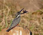 Giant kingfisher (Megaceryle maxima) with a fish, Kruger National Park, South Africa, Africa