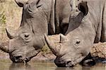 Deux rhinocéros blanc (Ceratotherium simum) boire, Kruger National Park, Afrique du Sud, Afrique