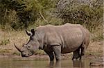 White Rhinoceros (Ceratotherium Simum), Krüger Nationalpark, Südafrika, Afrika