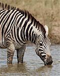 Chapman-Zebra (Steppenzebra (Equus Burchelli Antiquorum)) trinken, Krüger Nationalpark, Südafrika, Afrika