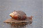 Panther agate snail (Achatina immaculata), Kruger National Park, South Africa, Africa
