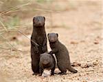 Three dwarf mongoose (Helogale parvula), Kruger National Park, South Africa, Africa