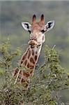 Girafe de Cap (giraffa camelopardalis de Giraffa) alimentation, Hluhluwe Game Reserve, Afrique du Sud, Afrique