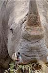 Red-billed oxpecker (Buphagus erythrorhynchus) on a white rhinoceros (Ceratotherium simum), Kruger National Park, South Africa, Africa