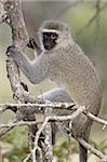 Singe vervet (Chlorocebus aethiops), Imfolozi Game Reserve, Afrique du Sud, Afrique